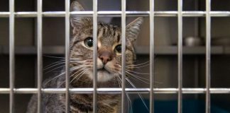 Jail, Fine for Neglecting Pets During ‘Balik Kampung’ Period